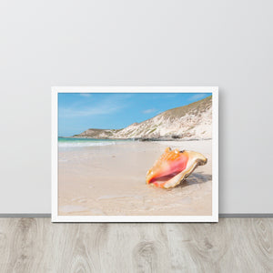 Queen Conch by Gibbs Cay Framed poster