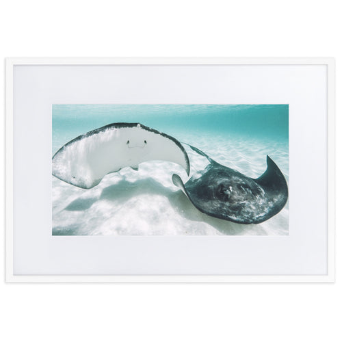 Gibbs Ray - Matte Paper Framed Poster With Mat