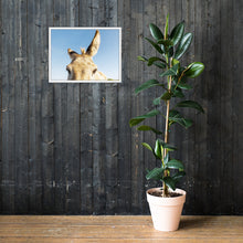 I See you Donkey 2 - Framed poster