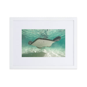 Dancing Ray - Matte Paper Framed Poster With Mat