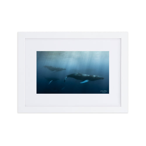 Whale fun - Matte Paper Framed Poster With Mat