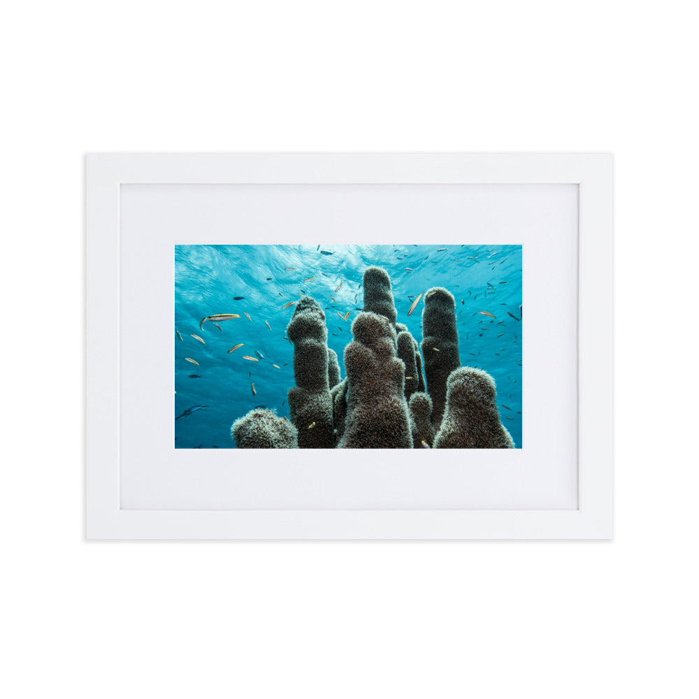 Underwater Coral by Justin Okoye Matte frame print