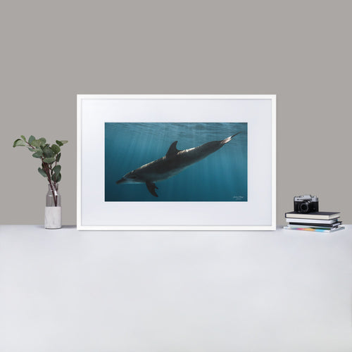 Dolphintastic - Matte Paper Framed Poster With Mat by Justin Okoye