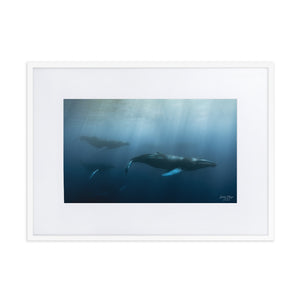 Whale fun - Matte Paper Framed Poster With Mat