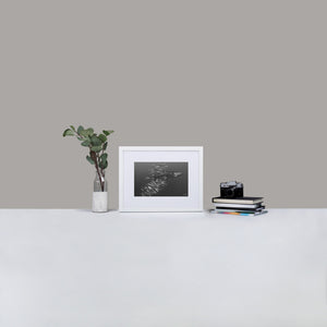 Baracuda - Matte Paper Framed Poster With Mat